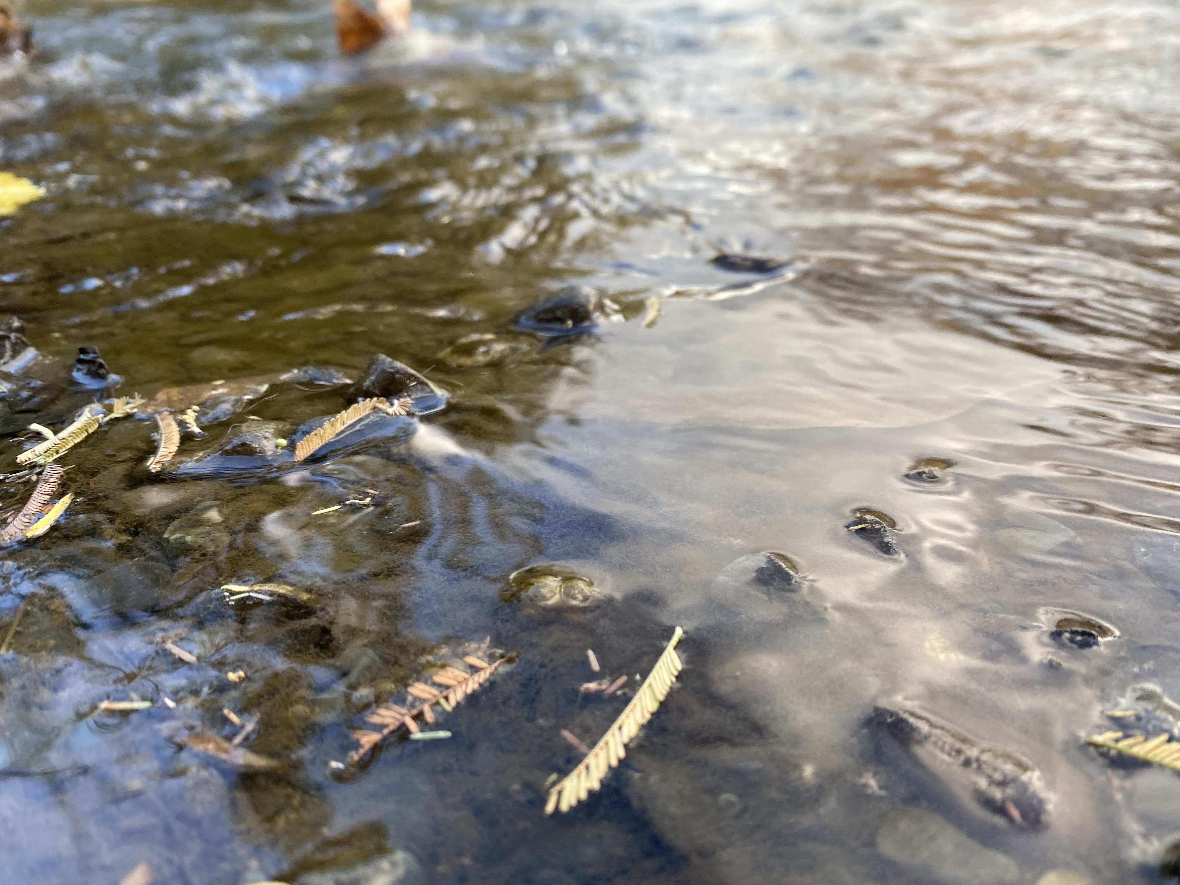 Pond Close Up